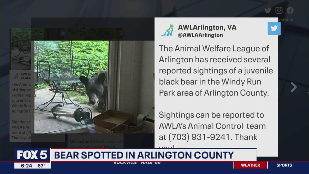 Black bear sightings reported in Arlington Co